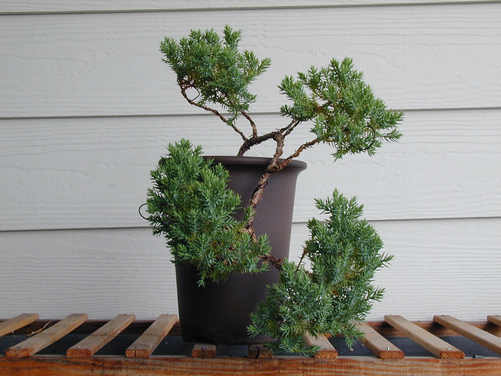 cascade juniper